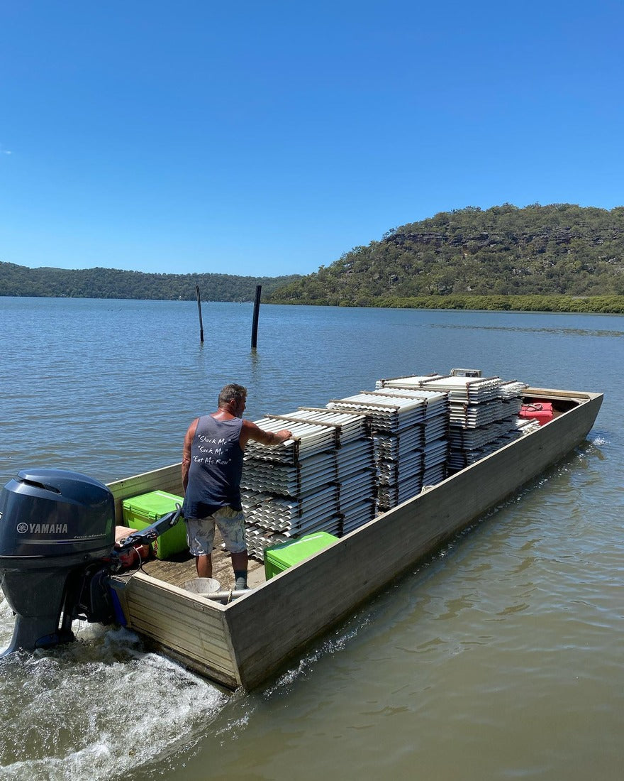 Pete collecting oysters Hawkesbury River Oyster Shed